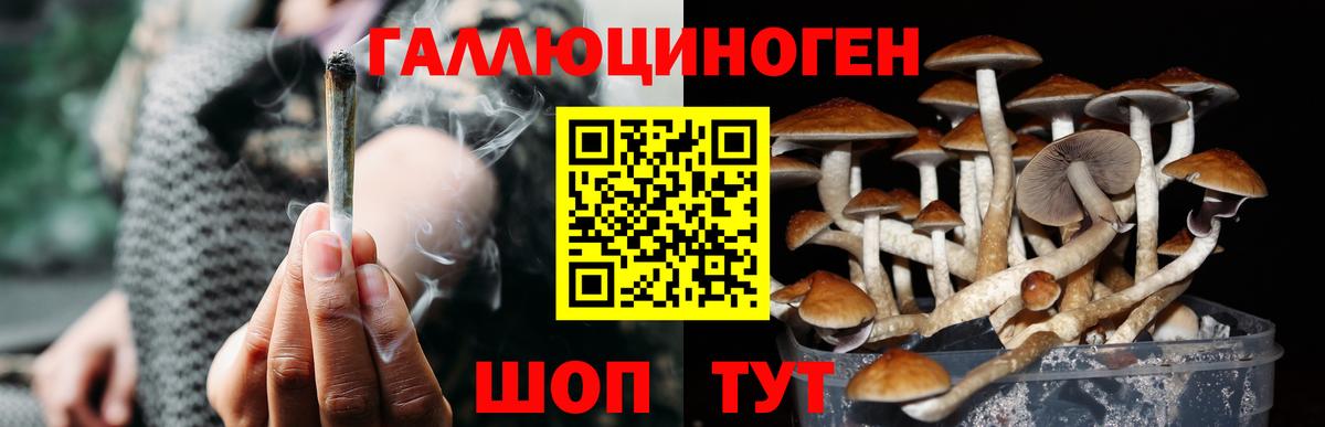 Тихорецк  Галлюциногенные грибы Psilocybine cubensis  Вход с VPN 